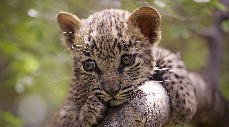 Leopard cub in tree, Kruger National Park, South Africa Leopard cub in tree, Kruger National Park, South Africa