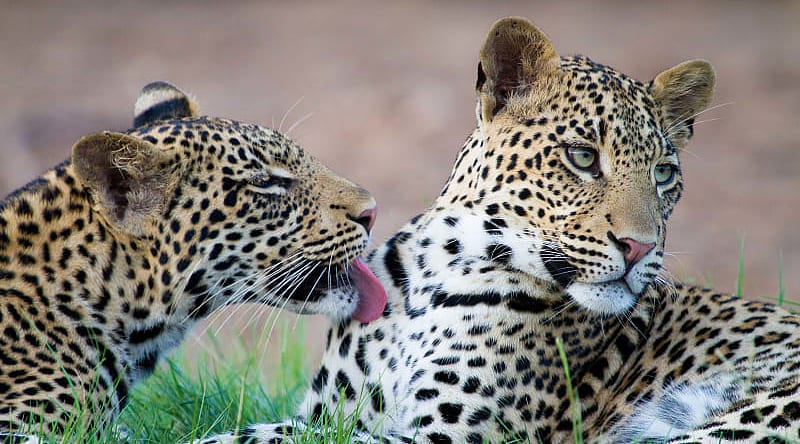 Leopards in the savanna, Botswana Leopards in the savanna, Botswana