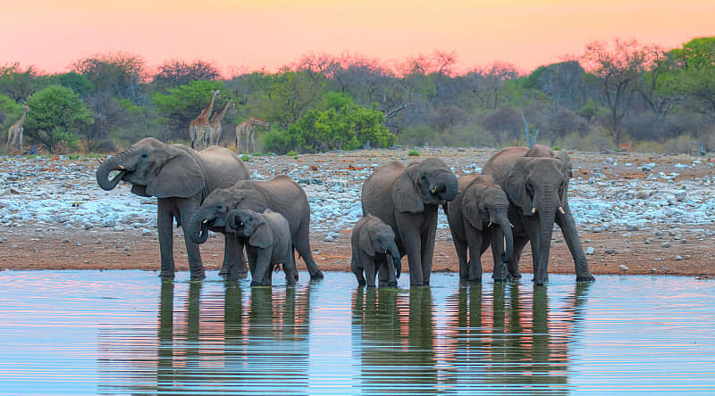 Etosha National Park in Namibia Etosha National Park in Namibia
