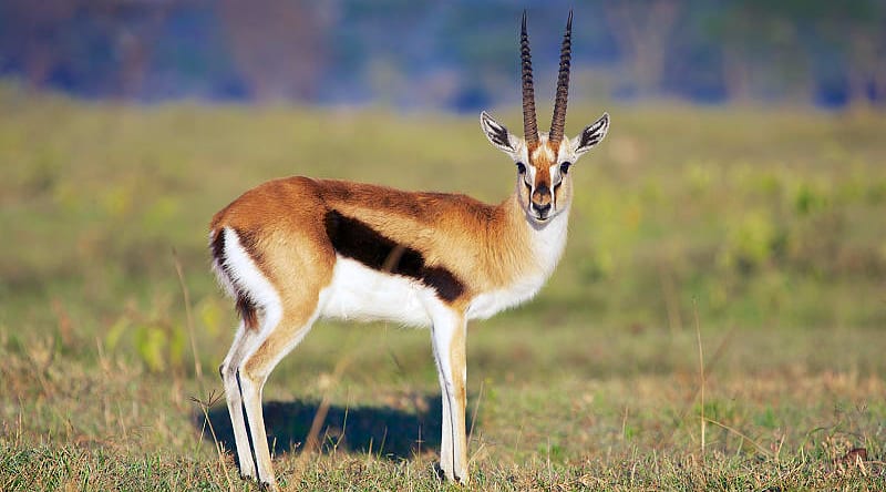 Gazelle in the African savanna Gazelle in the African savanna