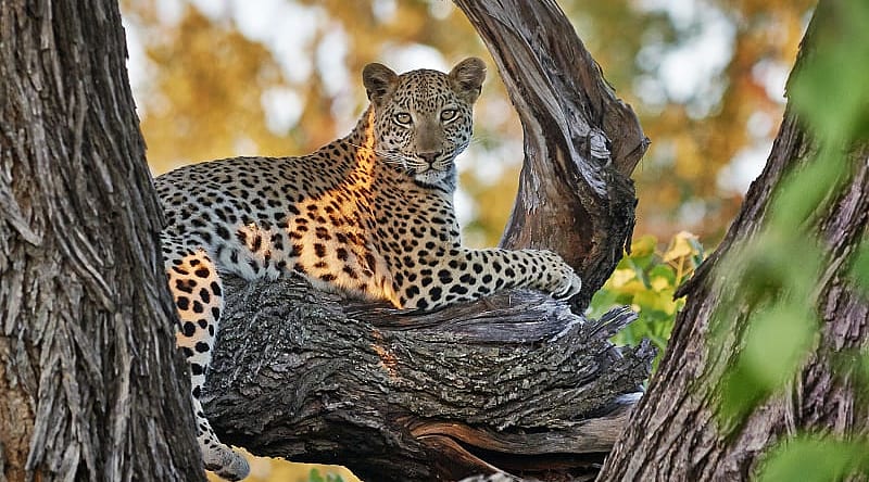 Opulence of Okavango & Zambia Safari: Moremi to Zambezi Opulence of Okavango & Zambia Safari: Moremi to Zambezi