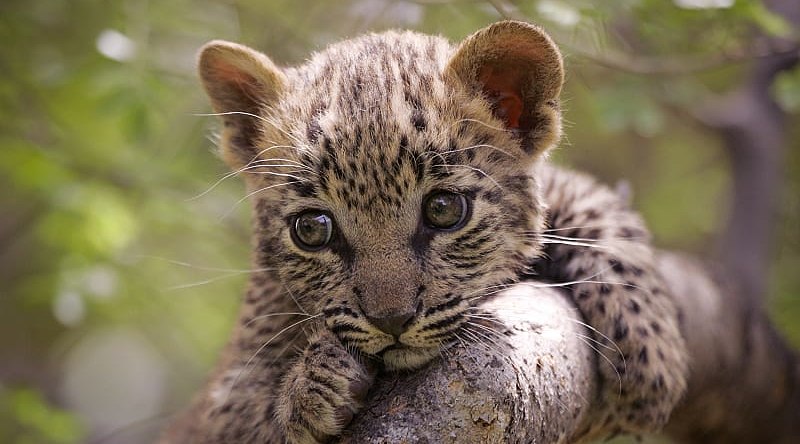 Leopard cub in tree, Kruger National Park, South Africa Leopard cub in tree, Kruger National Park, South Africa
