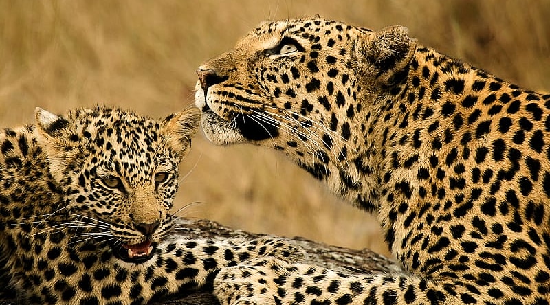 African savanna in Kenya Female leopard lying next to her leopard cub, Kenya