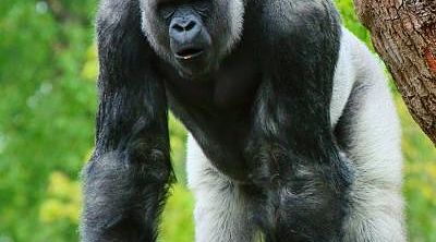 Large silverback dominant male gorilla