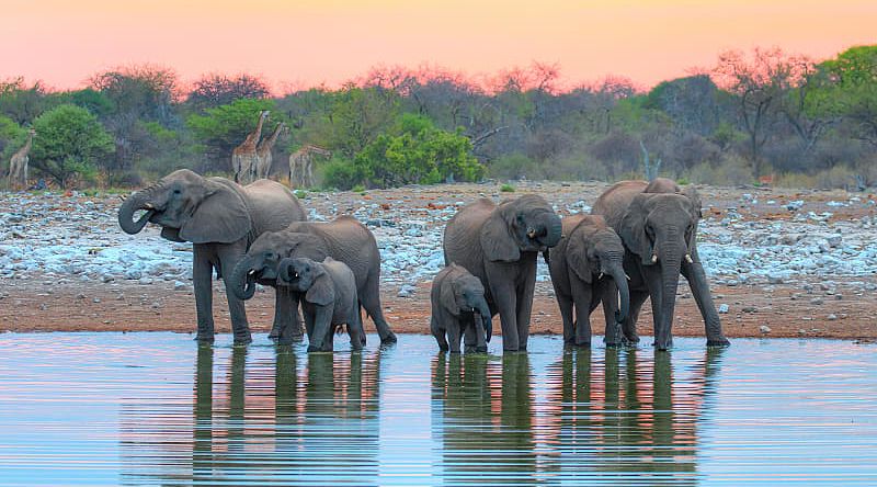 Etosha National Park in Namibia