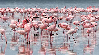 Best of Tanzania & Botswana Safaris: Ngorongoro, Serengeti, Okavango Delta