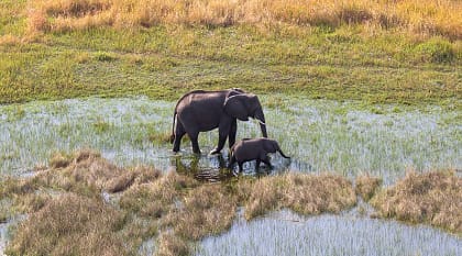 Elephants crossing the Okavango Delta 
