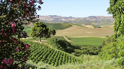 Vineyards in Sicily, Italy