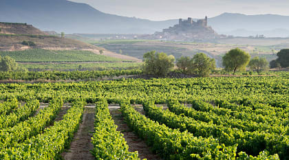 Vineyard in La Rioja, Spain