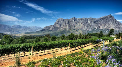 View across vineyards of the Stellenbosch District with the Simonsberg Mountain in the background Western Cape Province South Africa