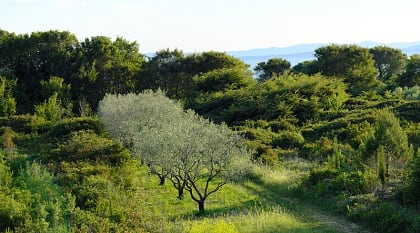 Olive trees in Croatia