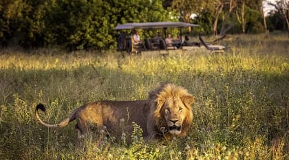 Large male lion walking through the tall grass on the Okavango Delta, Botswana