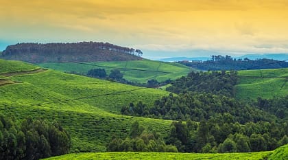 Tea plantation near Nyungwe Forest in Rwanda