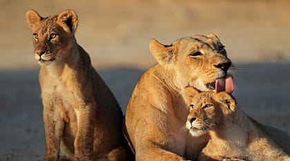 Lioness with cubs in the African savanna