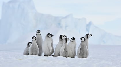 Emperor penguins on Snow Hill island, Antarctica