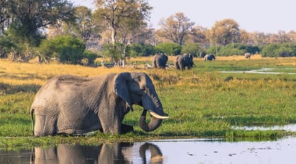 Elephants in the marshy waters of the Okavango Delta, Botswana