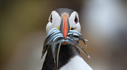 Atlantic Puffin bird, Ireland
