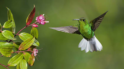 Coppery-headed Emerald hummingbird preparing to feed in Costa Rica