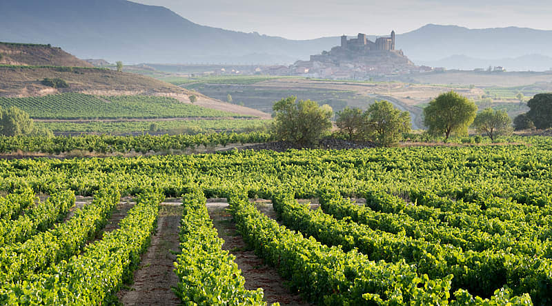 Vineyard in La Rioja, Spain Vineyard in La Rioja, Spain