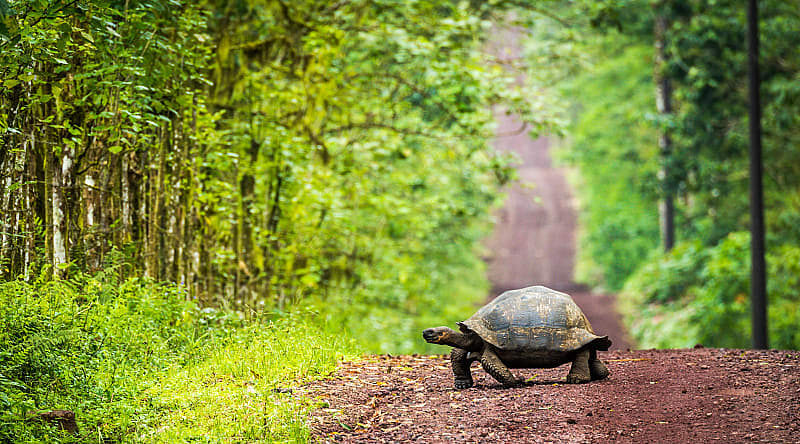 Giant tortoise crossing a dirt road through the jungle trees in the Galapagos, Ecuador Giant tortoise crossing a dirt road through the jungle trees in the Galapagos, Ecuador
