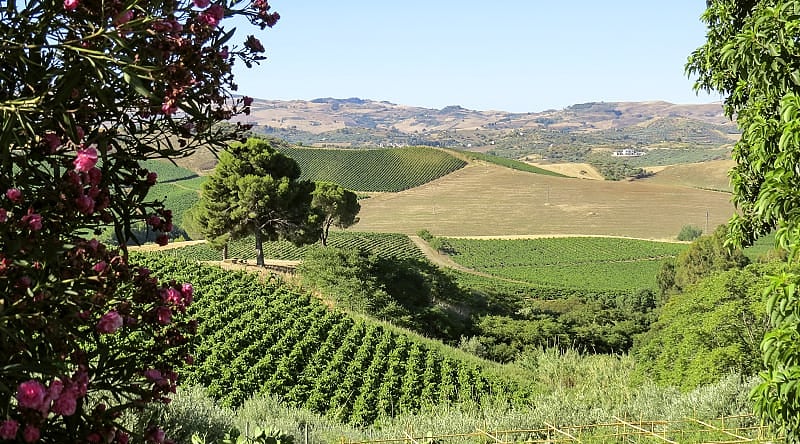 Vineyards in Sicily, Italy Vineyards in Sicily, Italy