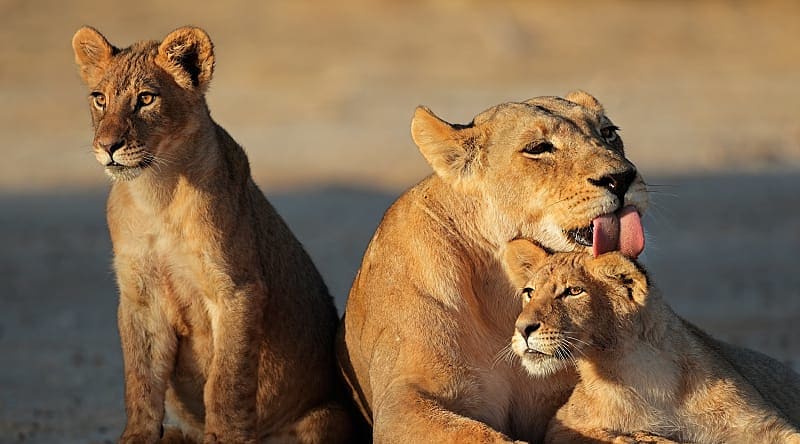 Lioness with cubs in the African savanna Lioness with cubs in the African savanna