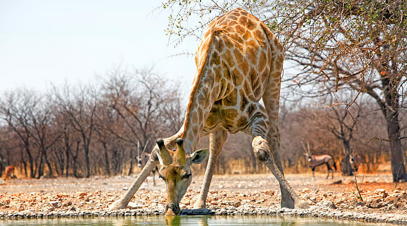 Etosha National Park, Namibia Etosha National Park, Namibia