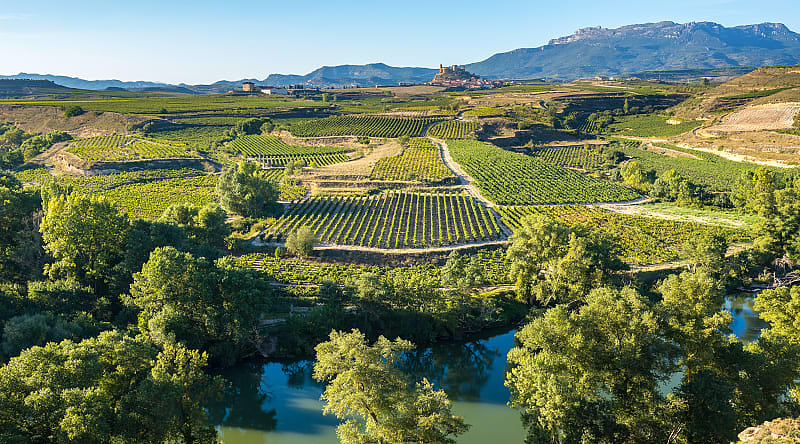 Vineyard in La Rioja, Spain Vineyard in La Rioja, Spain