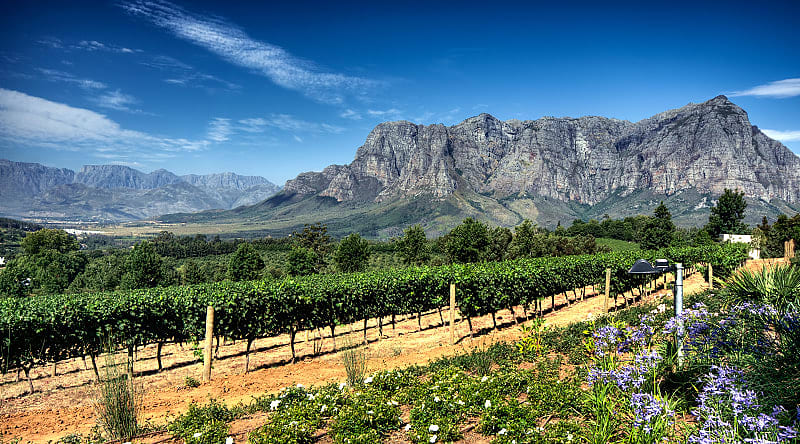 View across vineyards of the Stellenbosch District with the Simonsberg Mountain in the background Western Cape Province South Africa View across vineyards of the Stellenbosch District with the Simonsberg Mountain in the background Western Cape Province South Africa