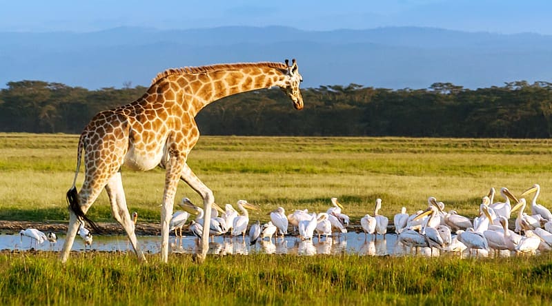 Giraffe and pelicans in Lake Nakuru National Park, Kenya Giraffe and pelicans in Lake Nakuru National Park, Kenya