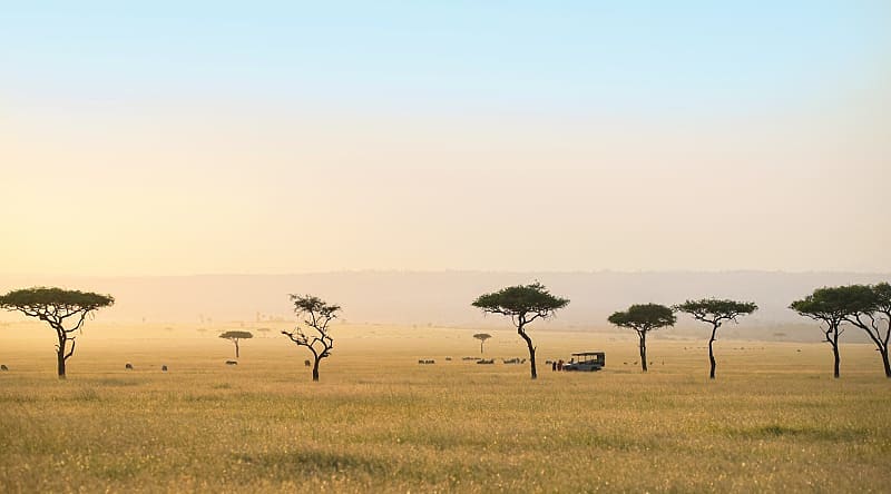 Game drive on the sweeping savanna with acacia trees in the Serengeti Game drive on the sweeping savanna with acacia trees in the Serengeti