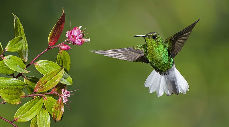 Coppery-headed Emerald hummingbird preparing to feed in Costa Rica