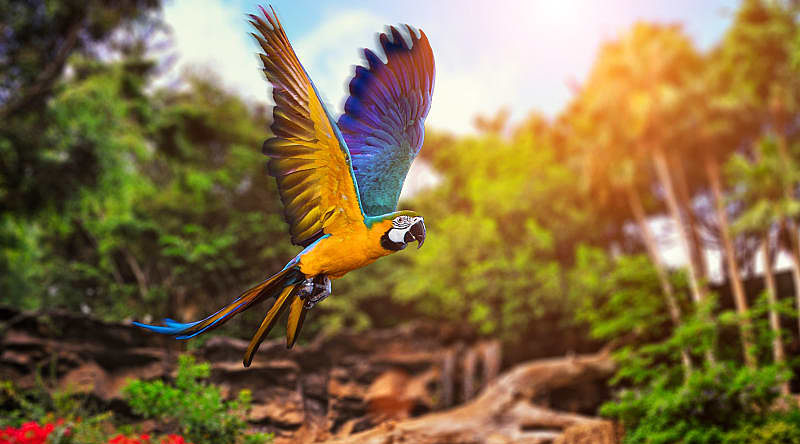 Ara parrot in the rainforest, Costa Rica Ara parrot in the rainforest, Costa Rica