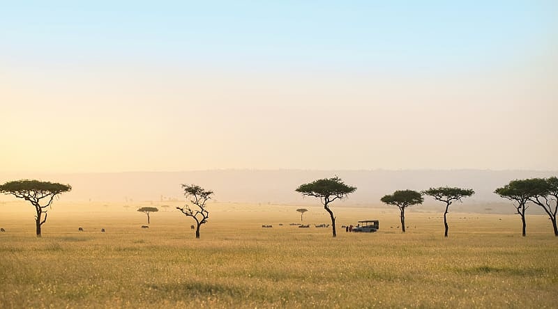 Game drive on the sweeping savanna with acacia trees in the Serengeti Game drive on the sweeping savanna with acacia trees in the Serengeti