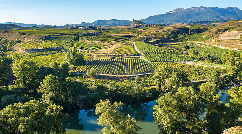 Vineyard in La Rioja, Spain Vineyard in La Rioja, Spain