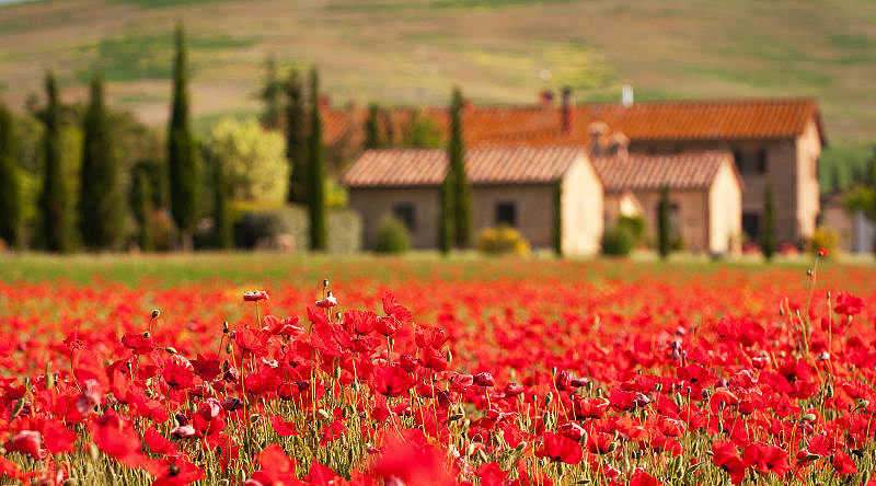 Flower fields, a village near Florence, Tuscany Flower fields, a village near Florence, Tuscany