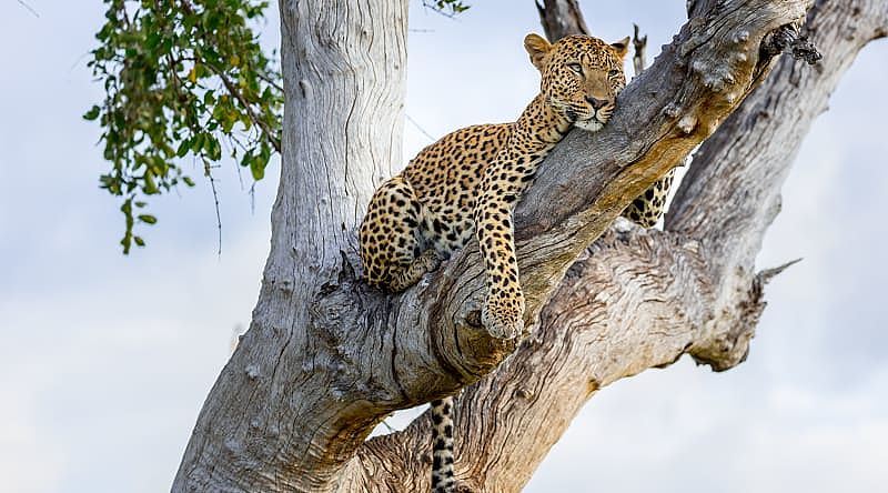 Leopard lounging on a tree branch in South Luangwa National Park, Zambia