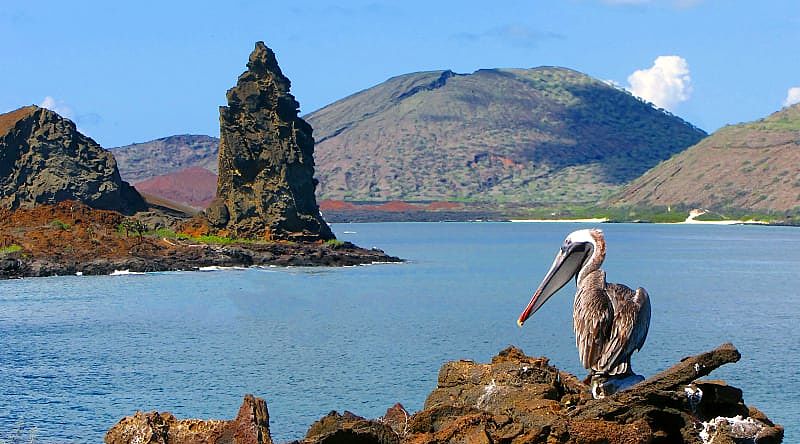 Brown pelican with Pinnacle rock on Bartolome Island in the back