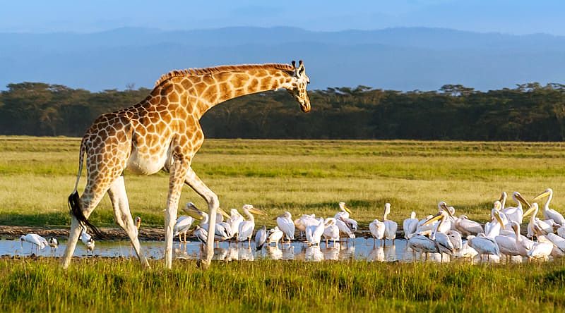 Giraffe and pelicans in Lake Nakuru National Park, Kenya