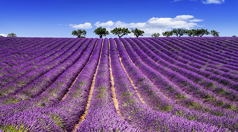 Lavender fields in Provence, France Lavender fields in Provence, France