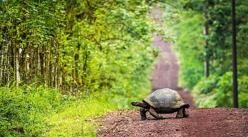 Giant tortoise crossing a dirt road through the jungle trees in the Galapagos, Ecuador