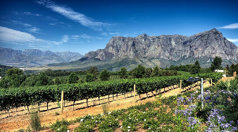 View across vineyards of the Stellenbosch District with the Simonsberg Mountain in the background Western Cape Province South Africa