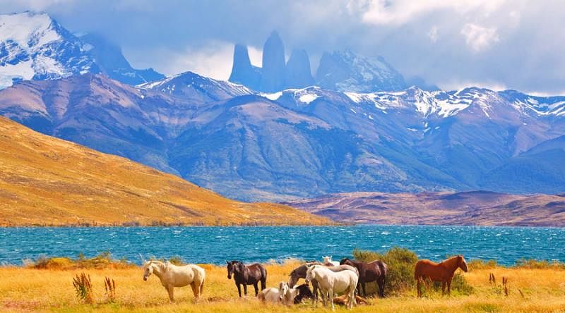 Horses grazing in a meadow with lake nearby in Torres del Paine, Chile