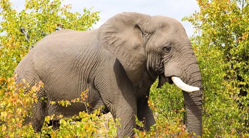 Elephant in Kruger National Park, South Africa Elephant in Kruger National Park, South Africa