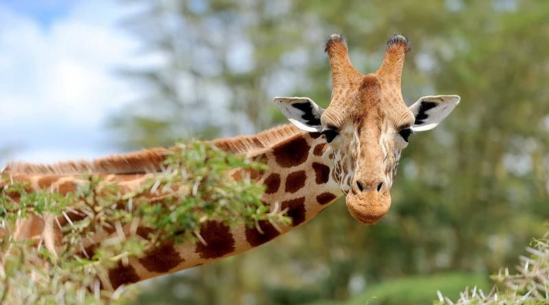 Close up portrait of giraffe
