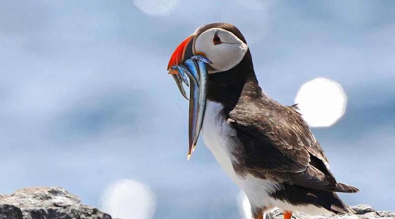 Grand Scotland Tour for Nature & Wildlife Enthusiasts Puffins on the Farne Islands