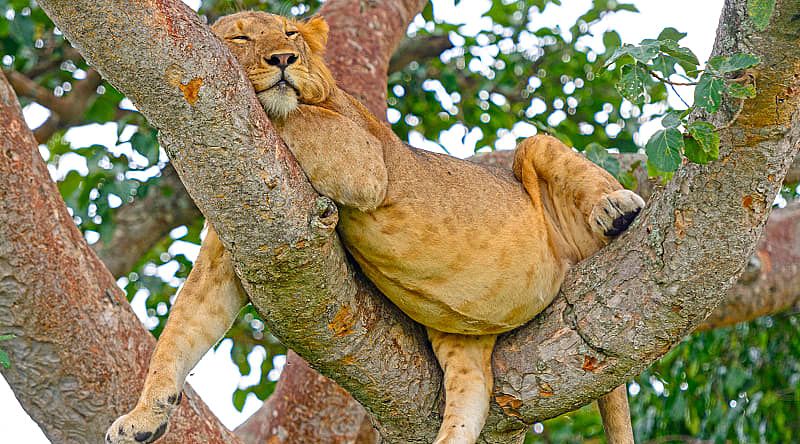 Queen Elizabeth National Park, Uganda