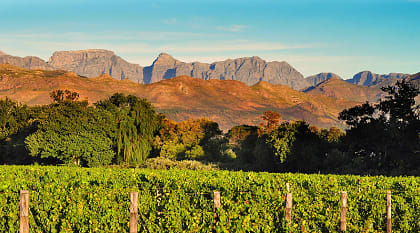 Stellenbosch winelands in South Africa