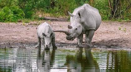 Mom and baby rhinoceros drink water. North Mara Game Reserve, Kenya