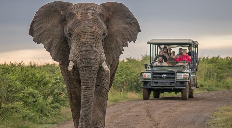Masai Mara National Park, Kenya Game drive viewing large elephant on the savanna in Kenya